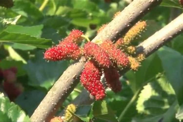 种植莴苣须知,哪些化肥有利于蔬菜长茎干呢？