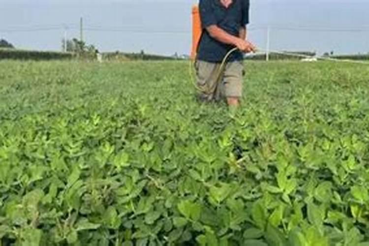 茄子结果期追施用什么肥料？茄子挂果期专用肥是什么肥料？