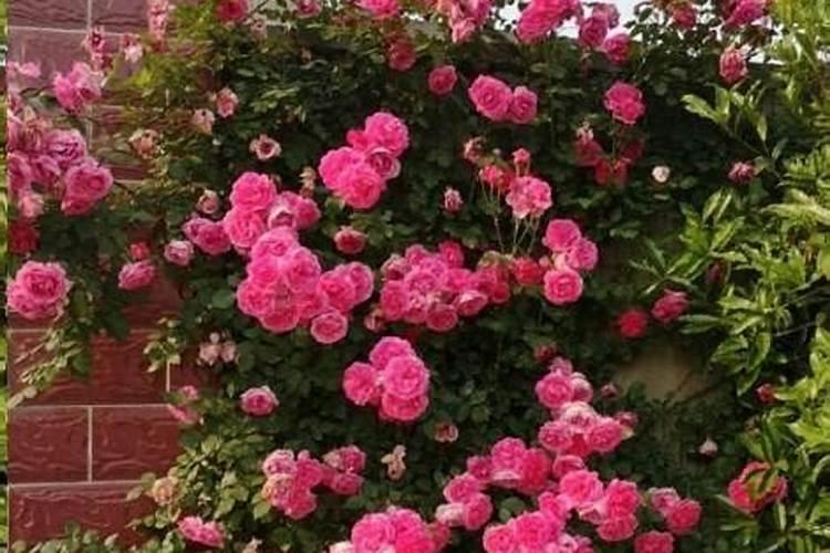 茄子不爱结果使用什么肥料