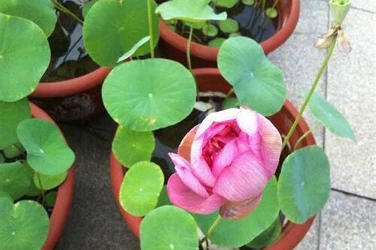 碗莲追肥用什么肥料好