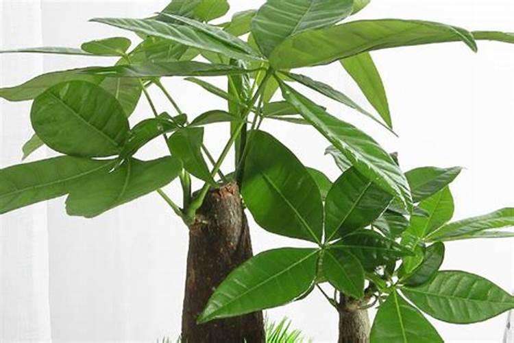 草莓在膨大期时,对肥料的要求都有哪些？