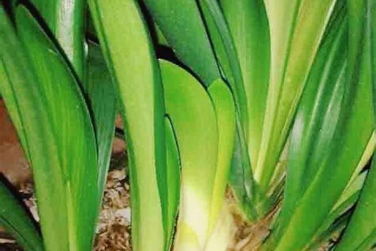 盆栽草莓怎么养殖注意事项 盆栽草莓养殖的几个注意事项