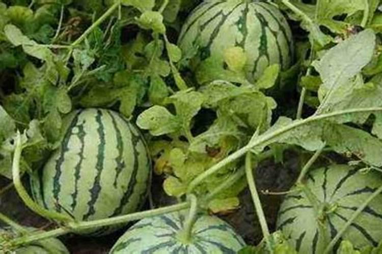 红掌花浇什么肥料合适