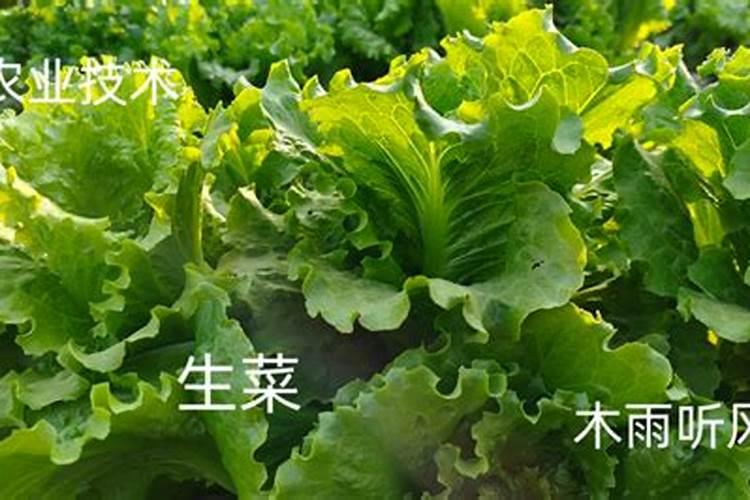 君子兰需要什么肥料