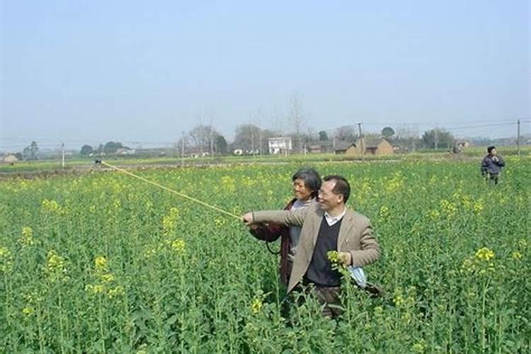 桉树种植与施肥方法