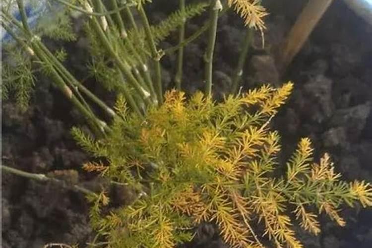 栀子花打花苞以后怎么浇水