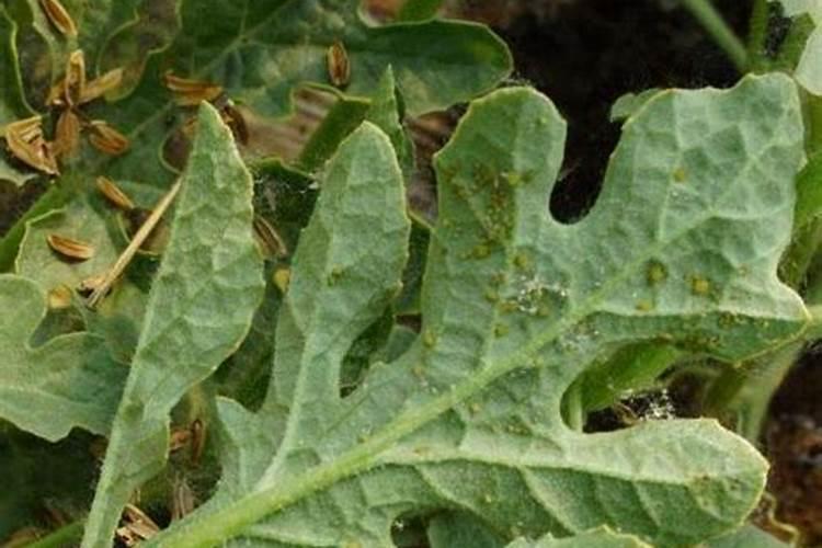 如果用尿素做叶肥的话,兑水的比例大概是多少？