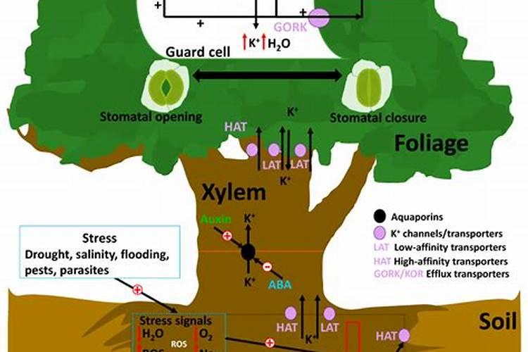 果农们注意了,想要磷肥施肥效果好请记住这几点!