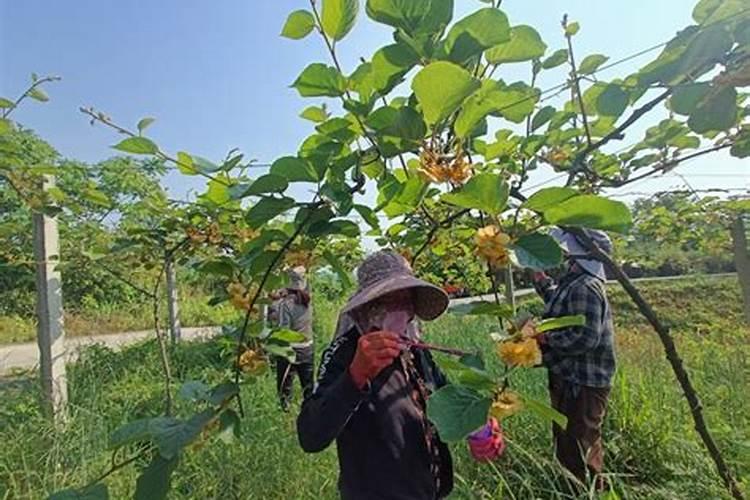 燕尾菜的食用方法有哪些？