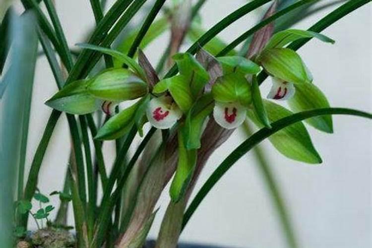 磷肥有哪些 磷肥是什么肥料