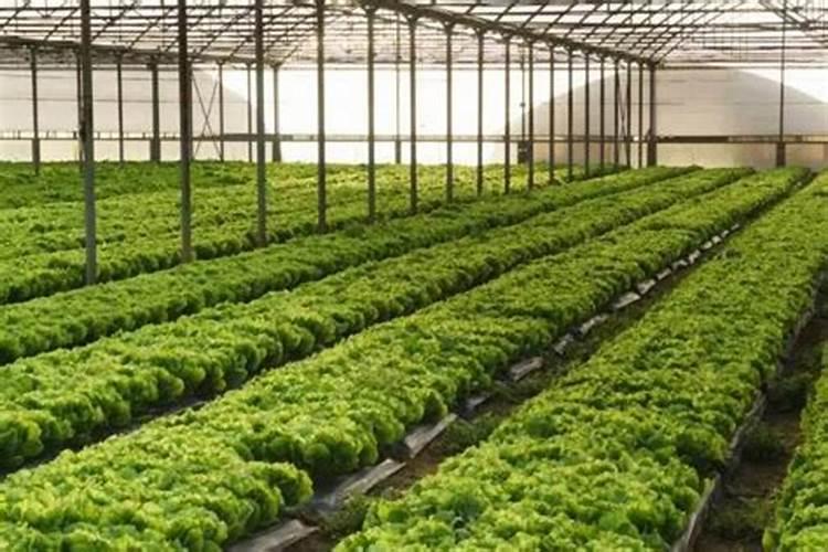 红薯追肥用什么肥料好