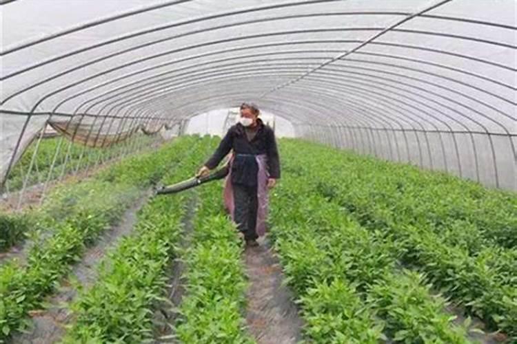 喷过量的叶面肥种植物会怎么样？