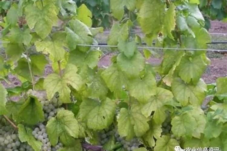 白菜上的生理性黑点