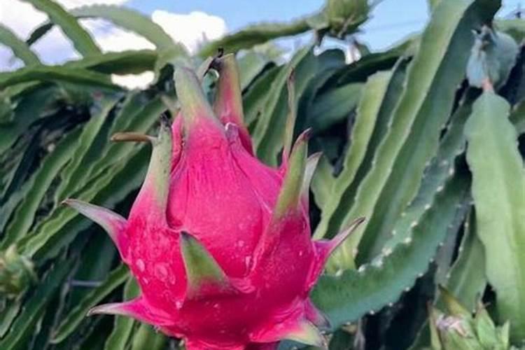 什么是叶面肥？