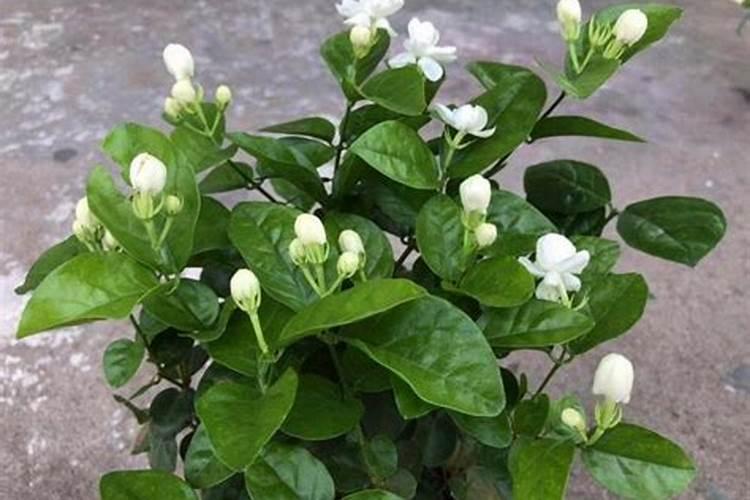 怎么让茉莉多开花