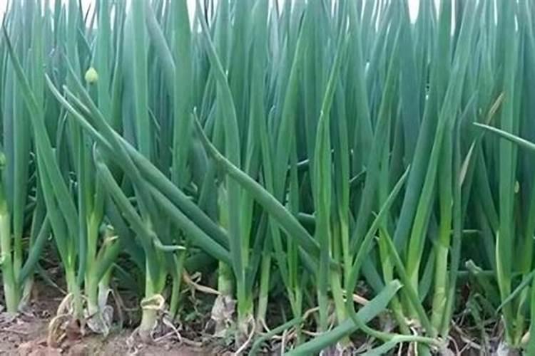 大葱栽培种植需要施啥肥料