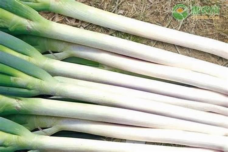 大葱想要高产应该如何施肥？大葱施肥技术!