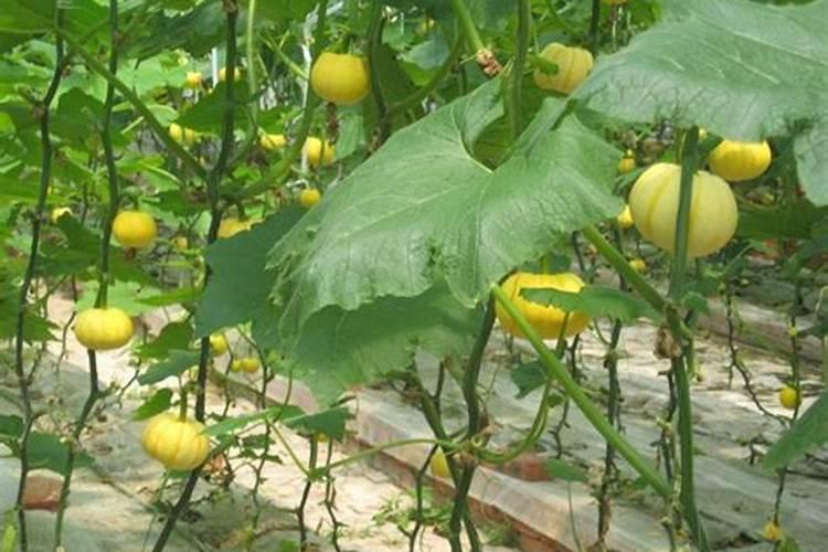 冰菜用什么肥料最好