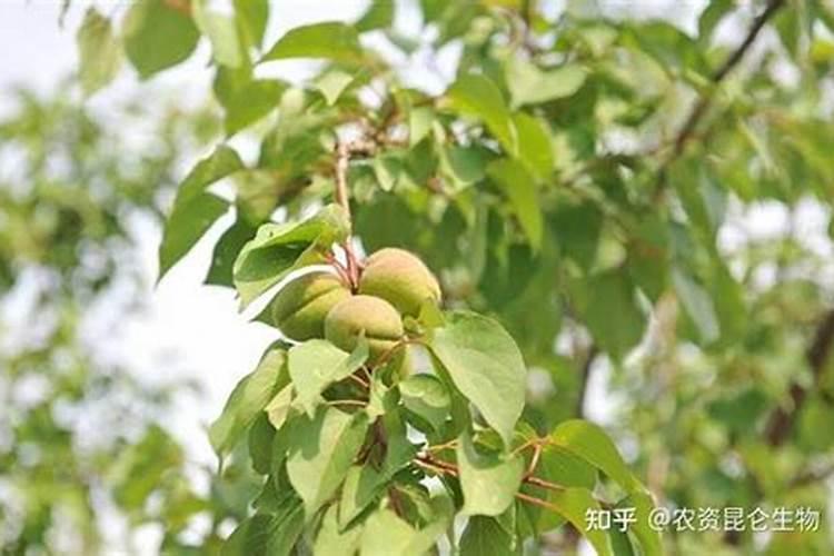 硫酸钾型复合肥给杏树施肥离多远？