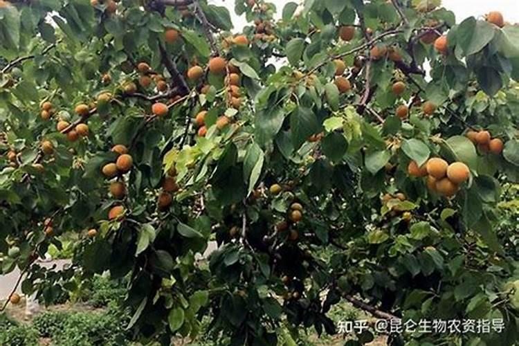 杏树施催果肥最佳时间 施肥方法有哪些