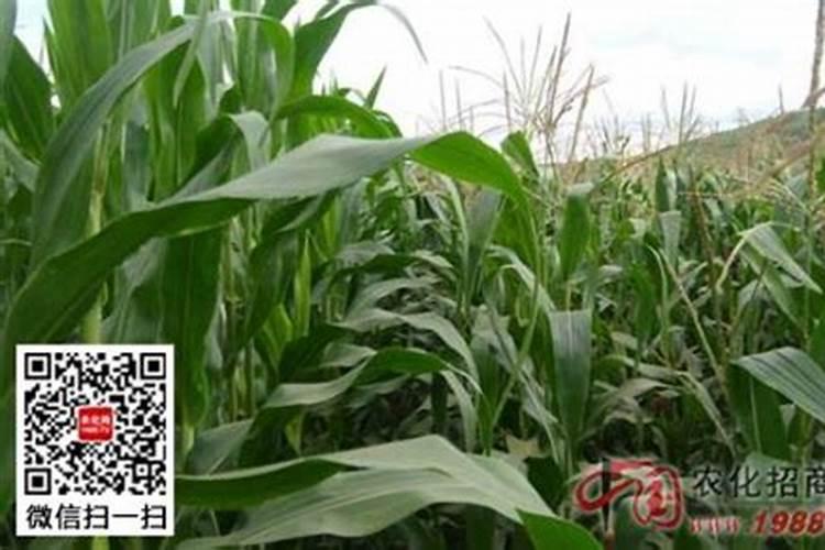 根多多生根水溶肥使用方法,能和尿素一起使用吗