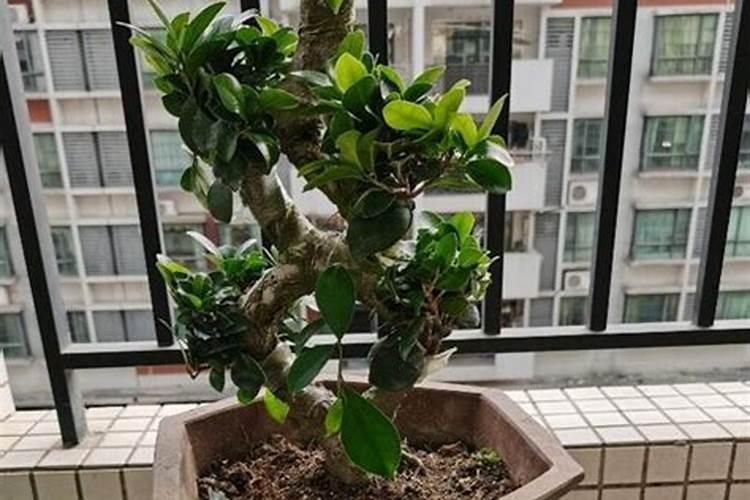 给榕树换土加什么肥料