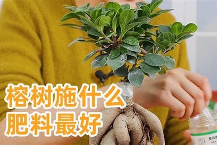 榕树追肥用什么肥料好？