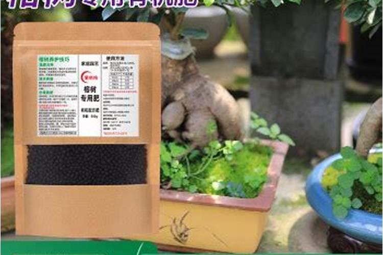 榕树的追肥用什么肥料好