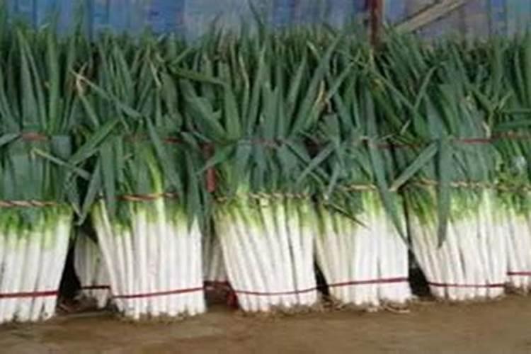 三角梅怎样换土换盆