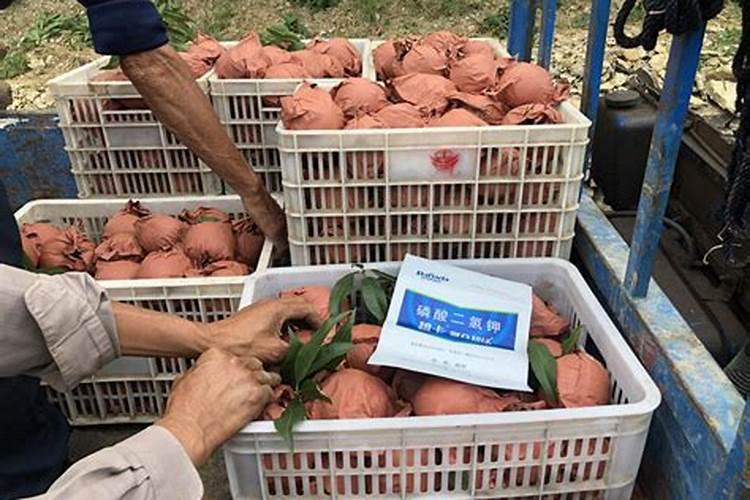 桃树什么时候施肥最好 桃树的施肥时间