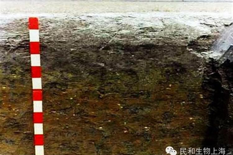 钙镁磷肥的效果,怎么施用效果好,注意事项