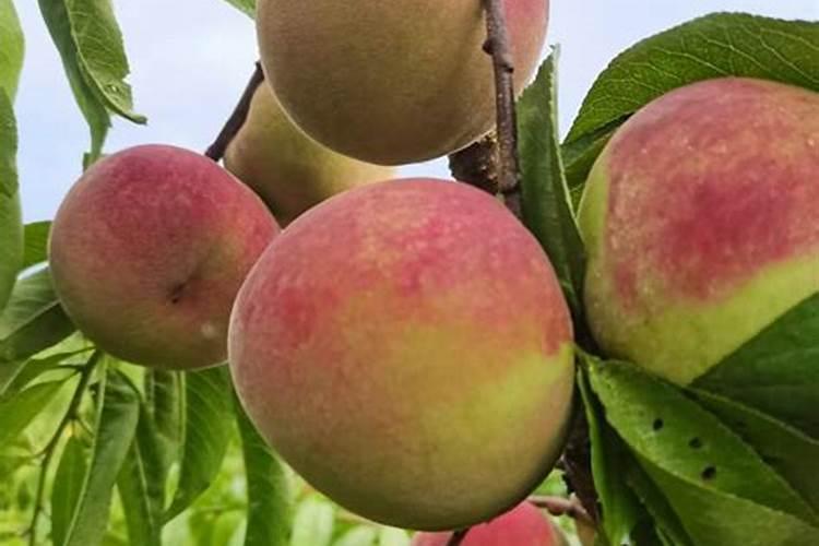 桃树什么时候施肥效果好,桃树施肥最佳时间