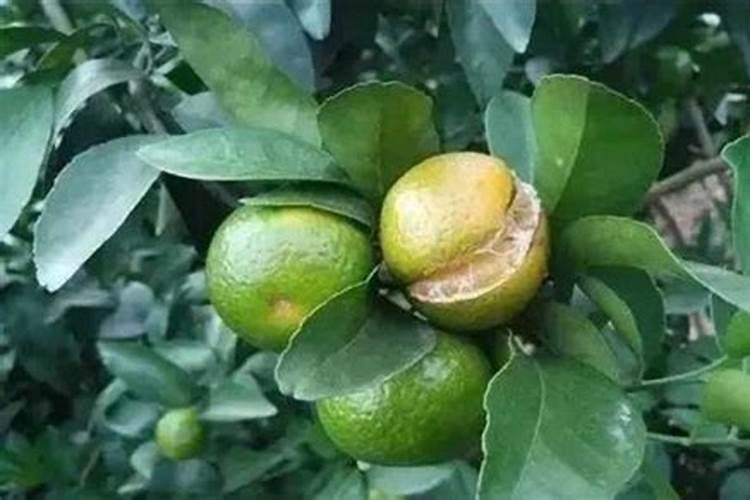 鱼蛋白水溶肥现在怎么用