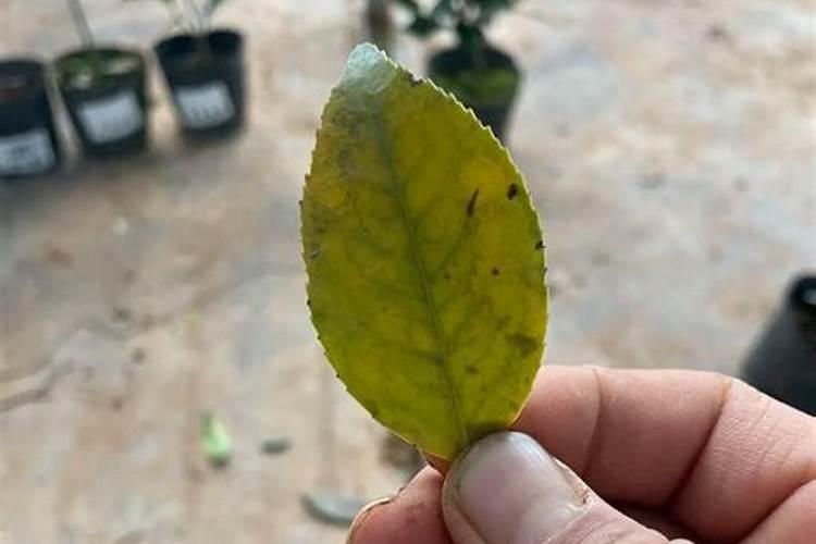 姜花的养殖方法和注意事项