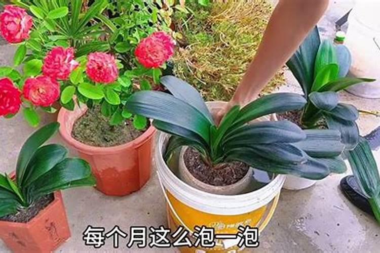 兰花下雨天能施肥吗？