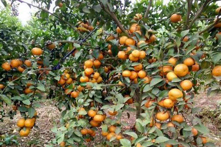 西红柿叶片舒展卷曲是怎么回事