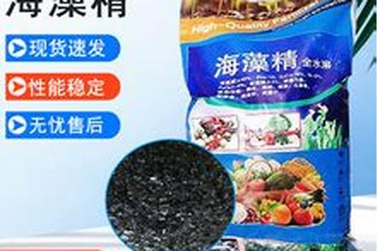 阳台种西红柿注意事项有哪些 上留1～2片叶摘心