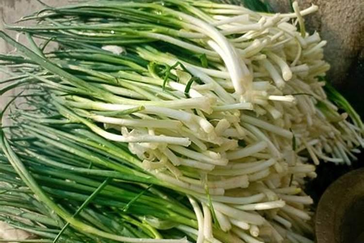 深绿色的叶菜类蔬菜