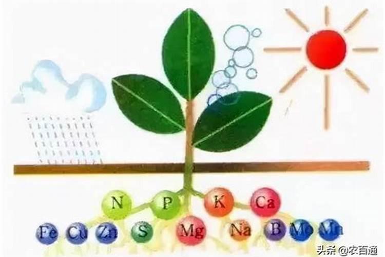 什么肥料起什么作用