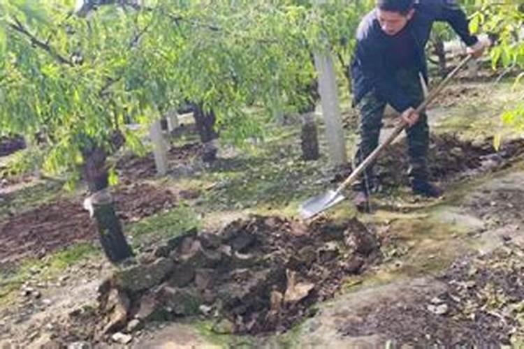 冬枣树施什么底肥好