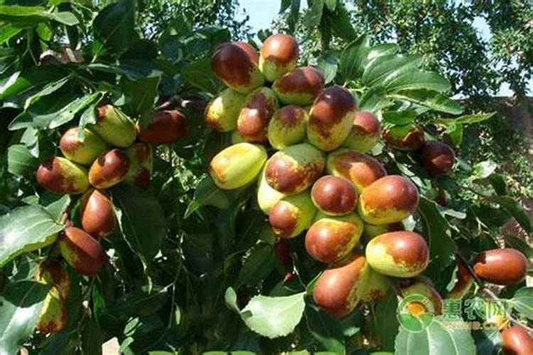 枣树什么时候施肥最好 枣树的施肥时间