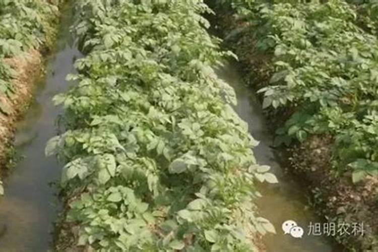 大姜种植后头两次浇水应怎么冲施肥料？