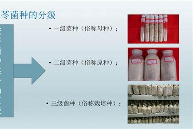 松树桩可以栽培茯苓吗？