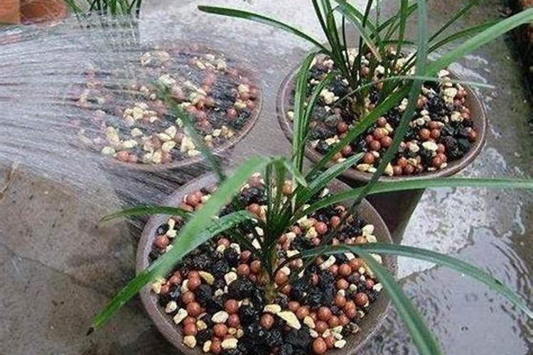 兰花什么时候施氮磷钾？