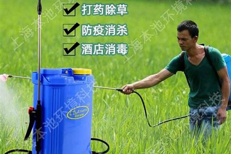 台湾青枣应该如何施肥