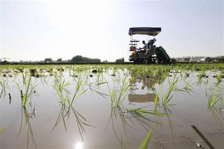 发财树用什么肥料最好