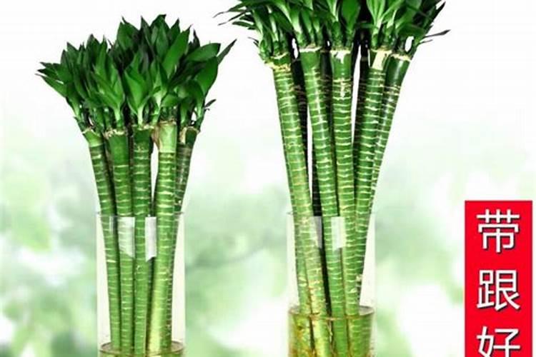 龙竹(富贵竹)枯黄了还有救吗？