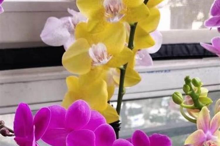 小麦防冻专用叶面肥 小麦防冻措施