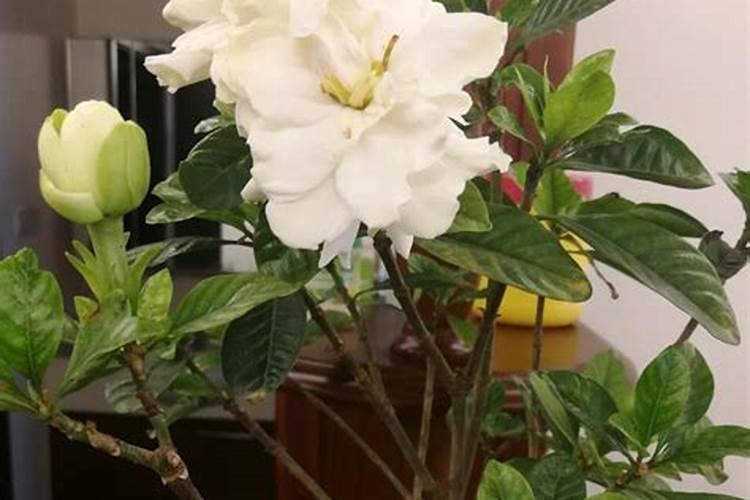 栀子花浇什么肥料合适