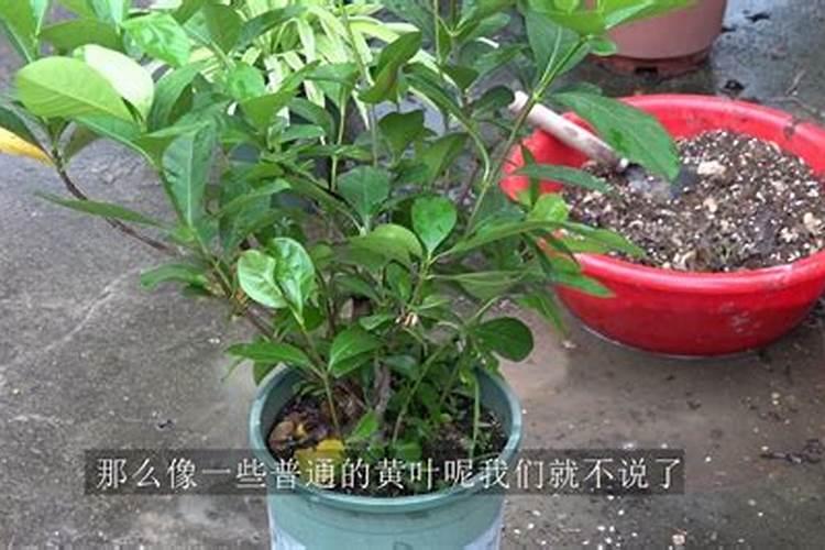 茶花、杜鹃花、栀子花适合浇什么肥料